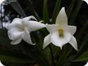 Angraecum magdalenae